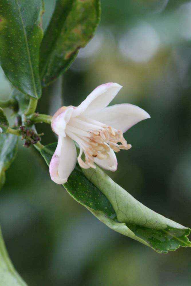                 Flower (Lupe, Riverside, CA)       